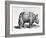 Rhinocerous, No. 76 from "Historia Animalium" by Conrad Gesner (1516-65) Published in July 1815-Albrecht Dürer-Framed Giclee Print