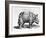 Rhinocerous, No. 76 from "Historia Animalium" by Conrad Gesner (1516-65) Published in July 1815-Albrecht Dürer-Framed Giclee Print