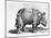 Rhinocerous, No. 76 from "Historia Animalium" by Conrad Gesner (1516-65) Published in July 1815-Albrecht Dürer-Mounted Giclee Print