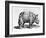 Rhinocerous, No. 76 from "Historia Animalium" by Conrad Gesner (1516-65) Published in July 1815-Albrecht Dürer-Framed Giclee Print