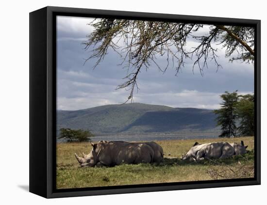 Rhinos Rest under the Shade of a Tree in Lake Nakuru National Park, Kenya, East Africa, Africa-Andrew Mcconnell-Framed Premier Image Canvas