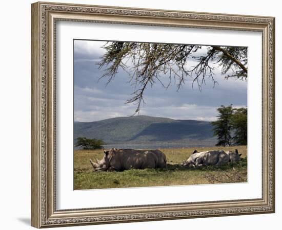 Rhinos Rest under the Shade of a Tree in Lake Nakuru National Park, Kenya, East Africa, Africa-Andrew Mcconnell-Framed Photographic Print