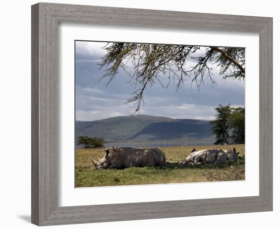 Rhinos Rest under the Shade of a Tree in Lake Nakuru National Park, Kenya, East Africa, Africa-Andrew Mcconnell-Framed Photographic Print