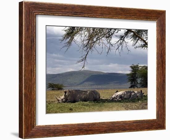 Rhinos Rest under the Shade of a Tree in Lake Nakuru National Park, Kenya, East Africa, Africa-Andrew Mcconnell-Framed Photographic Print