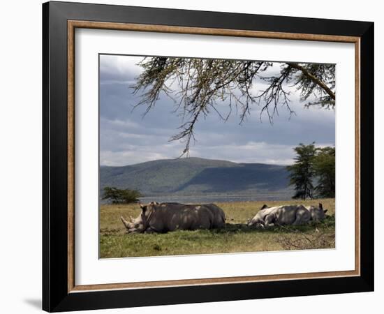 Rhinos Rest under the Shade of a Tree in Lake Nakuru National Park, Kenya, East Africa, Africa-Andrew Mcconnell-Framed Photographic Print