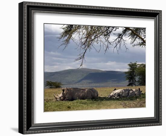 Rhinos Rest under the Shade of a Tree in Lake Nakuru National Park, Kenya, East Africa, Africa-Andrew Mcconnell-Framed Photographic Print