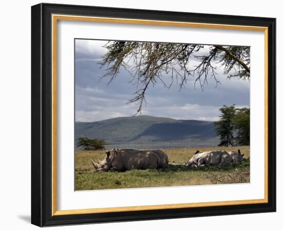 Rhinos Rest under the Shade of a Tree in Lake Nakuru National Park, Kenya, East Africa, Africa-Andrew Mcconnell-Framed Photographic Print