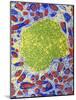 Rhizobium Bacteria In Root Cell-Dr. Jeremy Burgess-Mounted Photographic Print