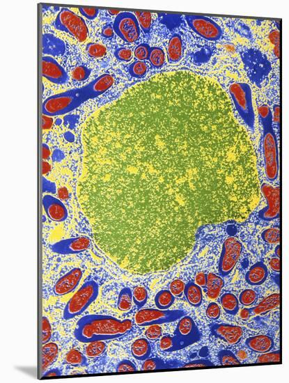 Rhizobium Bacteria In Root Cell-Dr. Jeremy Burgess-Mounted Photographic Print