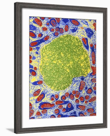 Rhizobium Bacteria In Root Cell-Dr. Jeremy Burgess-Framed Photographic Print