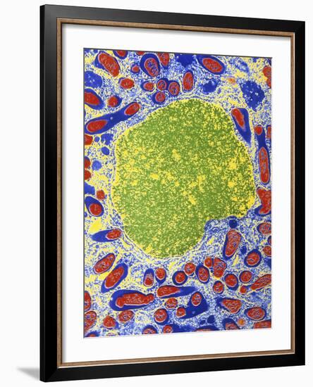 Rhizobium Bacteria In Root Cell-Dr. Jeremy Burgess-Framed Photographic Print