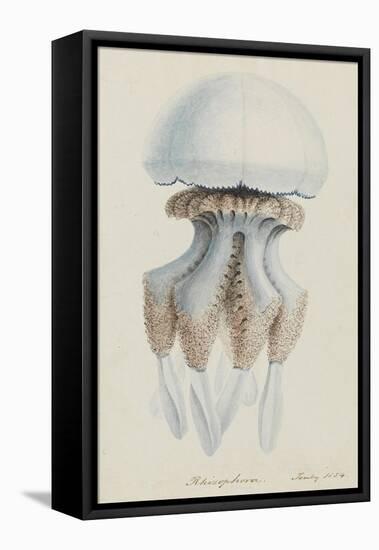 Rhizophora, Tenby, 1854: Barrel Jellyfish-Philip Henry Gosse-Framed Premier Image Canvas