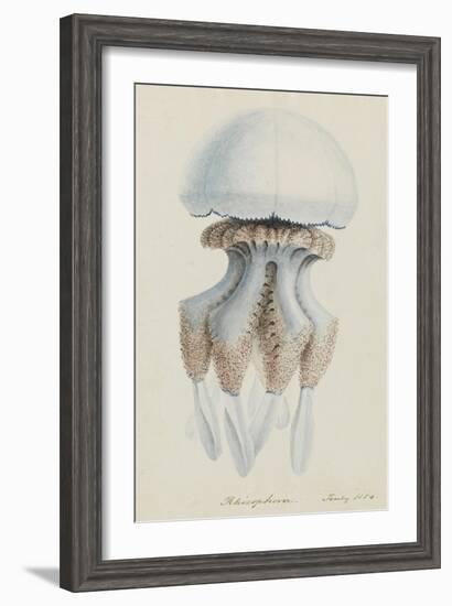 Rhizophora, Tenby, 1854: Barrel Jellyfish-Philip Henry Gosse-Framed Giclee Print