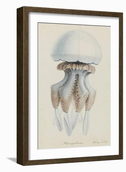 Rhizophora, Tenby, 1854: Barrel Jellyfish-Philip Henry Gosse-Framed Giclee Print