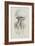 Rhizophora, Tenby, 1854: Barrel Jellyfish-Philip Henry Gosse-Framed Giclee Print