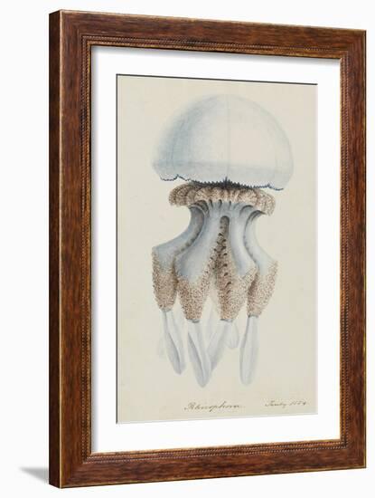 Rhizophora, Tenby, 1854: Barrel Jellyfish-Philip Henry Gosse-Framed Giclee Print