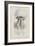 Rhizophora, Tenby, 1854: Barrel Jellyfish-Philip Henry Gosse-Framed Giclee Print