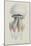 Rhizophora, Tenby, 1854: Barrel Jellyfish-Philip Henry Gosse-Mounted Giclee Print