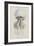 Rhizophora, Tenby, 1854: Barrel Jellyfish-Philip Henry Gosse-Framed Giclee Print