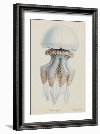 Rhizophora, Tenby, 1854: Barrel Jellyfish-Philip Henry Gosse-Framed Giclee Print