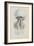 Rhizophora, Tenby, 1854: Barrel Jellyfish-Philip Henry Gosse-Framed Giclee Print