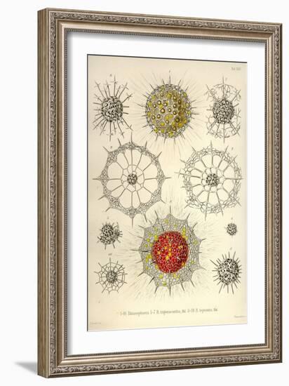 Rhizosphaera, R. Trigonacantha, R. Leptomita-Ernst Haeckel-Framed Art Print