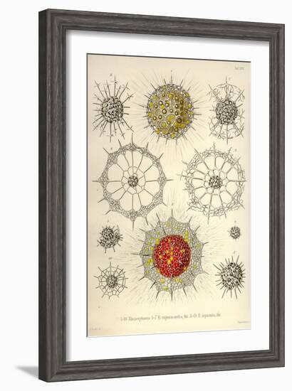 Rhizosphaera, R. Trigonacantha, R. Leptomita-Ernst Haeckel-Framed Art Print