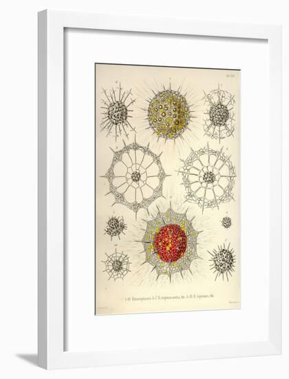 Rhizosphaera, R. Trigonacantha, R. Leptomita-Ernst Haeckel-Framed Art Print