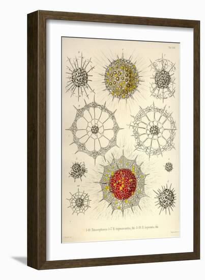 Rhizosphaera, R. Trigonacantha, R. Leptomita-Ernst Haeckel-Framed Art Print