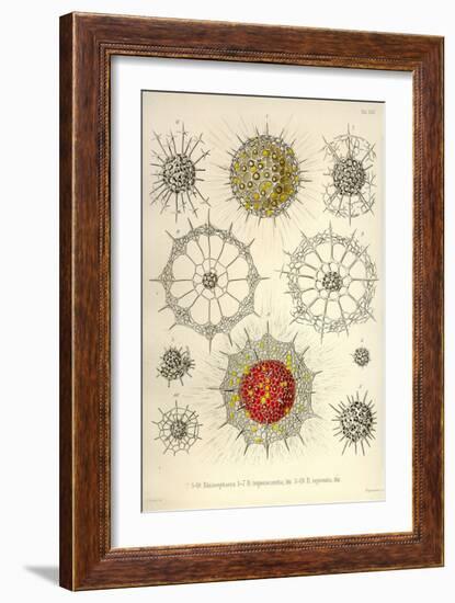 Rhizosphaera, R. Trigonacantha, R. Leptomita-Ernst Haeckel-Framed Art Print