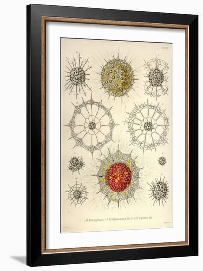 Rhizosphaera, R. Trigonacantha, R. Leptomita-Ernst Haeckel-Framed Art Print