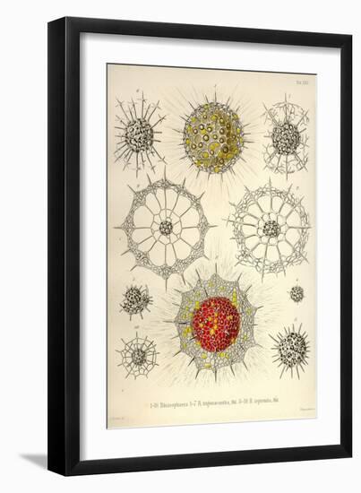 Rhizosphaera, R. Trigonacantha, R. Leptomita-Ernst Haeckel-Framed Art Print