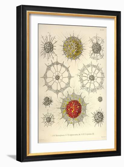 Rhizosphaera, R. Trigonacantha, R. Leptomita-Ernst Haeckel-Framed Art Print