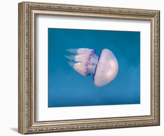 Rhizostoma octopus jellyfish in the water-enricocacciafotografie-Framed Photographic Print