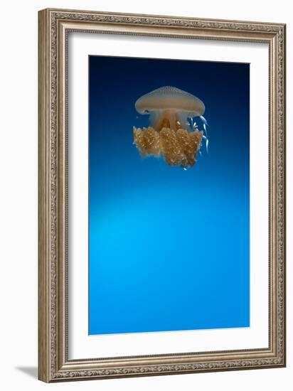 Rhizostome Jellyfish, Tulamben, Bali, Indonesia-null-Framed Photographic Print