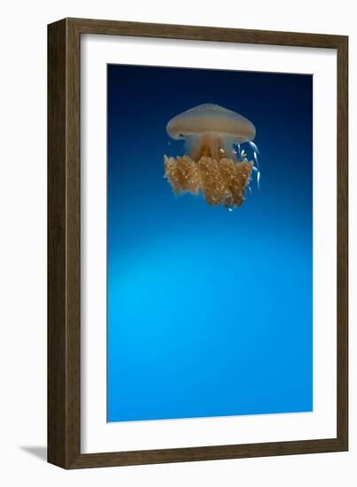 Rhizostome Jellyfish, Tulamben, Bali, Indonesia-null-Framed Photographic Print