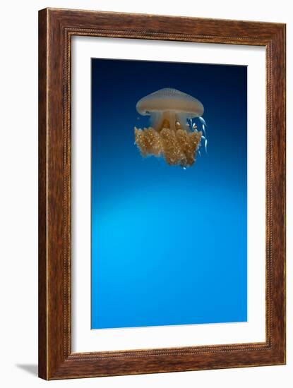 Rhizostome Jellyfish, Tulamben, Bali, Indonesia-null-Framed Photographic Print