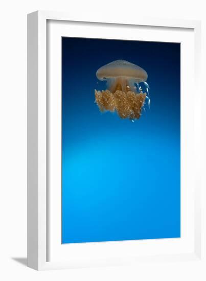 Rhizostome Jellyfish, Tulamben, Bali, Indonesia-null-Framed Photographic Print