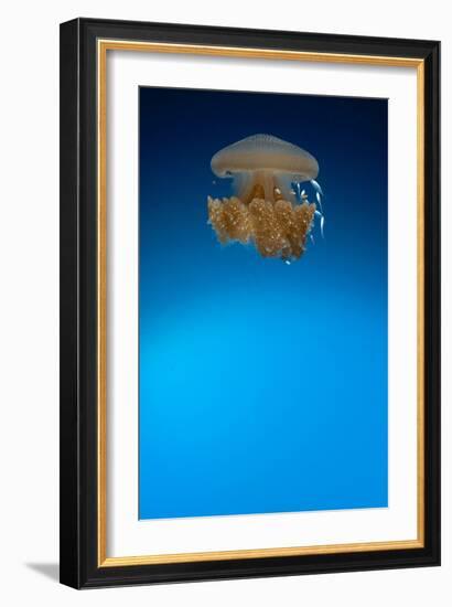 Rhizostome Jellyfish, Tulamben, Bali, Indonesia-null-Framed Photographic Print