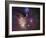 Rho Ophiuchi Nebula-Stocktrek Images-Framed Photographic Print