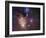 Rho Ophiuchi Nebula-Stocktrek Images-Framed Photographic Print