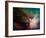 Rho Ophiuchi Nebula-Stocktrek Images-Framed Photographic Print