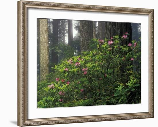 Rhoddy and Redwoods in Redwoods State Park, Del Norte, California, USA-Darrell Gulin-Framed Photographic Print