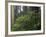 Rhoddy and Redwoods in Redwoods State Park, Del Norte, California, USA-Darrell Gulin-Framed Photographic Print