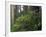 Rhoddy and Redwoods in Redwoods State Park, Del Norte, California, USA-Darrell Gulin-Framed Photographic Print