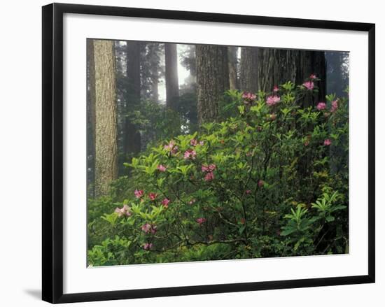 Rhoddy and Redwoods in Redwoods State Park, Del Norte, California, USA-Darrell Gulin-Framed Photographic Print