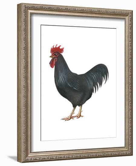 Rhode Island Red (Gallus Gallus Domesticus), Rooster, Poultry, Birds-Encyclopaedia Britannica-Framed Art Print