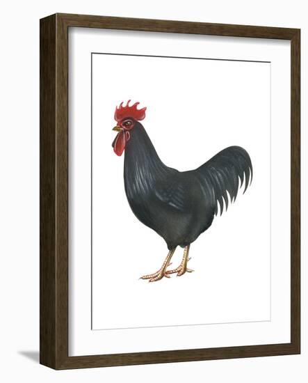 Rhode Island Red (Gallus Gallus Domesticus), Rooster, Poultry, Birds-Encyclopaedia Britannica-Framed Art Print