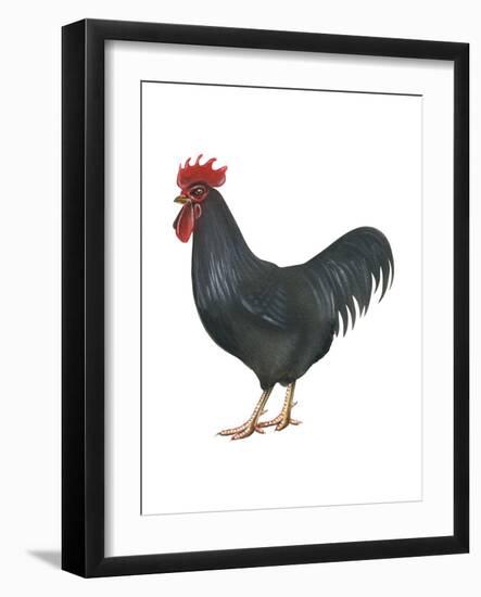 Rhode Island Red (Gallus Gallus Domesticus), Rooster, Poultry, Birds-Encyclopaedia Britannica-Framed Art Print