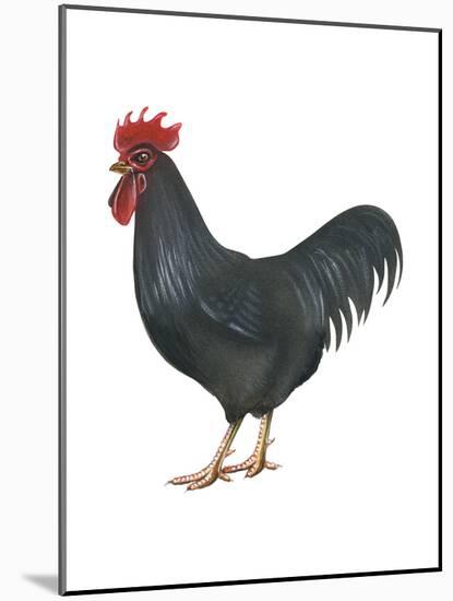 Rhode Island Red (Gallus Gallus Domesticus), Rooster, Poultry, Birds-Encyclopaedia Britannica-Mounted Art Print